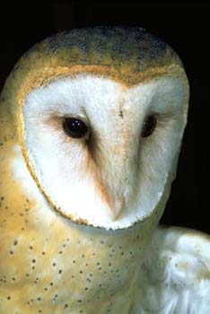 Barn Owl 3