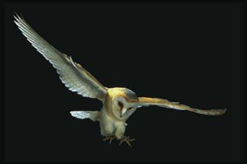 Barn Owl 4