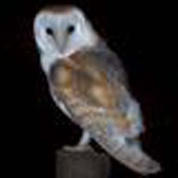 Barn Owl