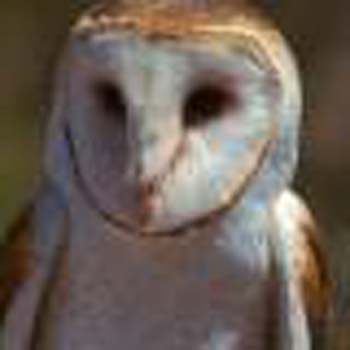 Barn owl 2