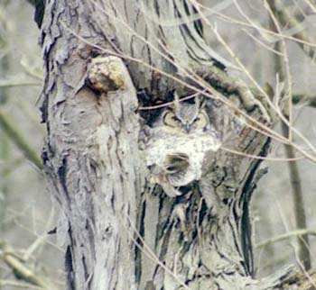 Great Horned owl nest