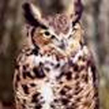 Great horned owl