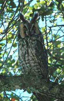 Long Eared Owl