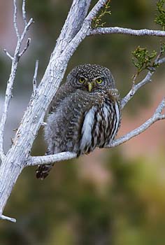 Northern Pygmy Owl