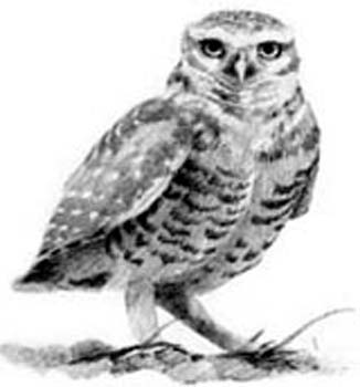 burrowing owl 2