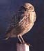 Burrowing owl