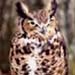 Great horned owl