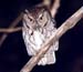 western screech owl