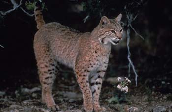 bobcat