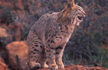 bobcat2