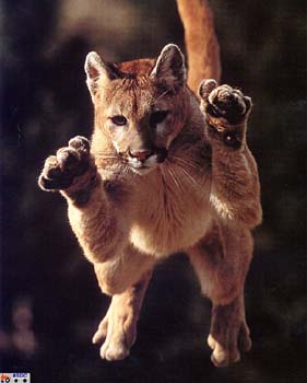 mountainlionbaby