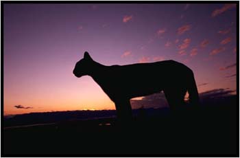 mountainlionsillhoutte