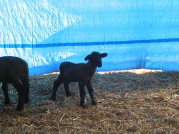 Sheep in pen (1)