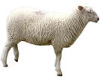 sheep 2