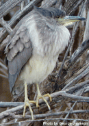 black crested night heron - immature1