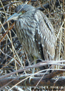 black crested night heron - immature2