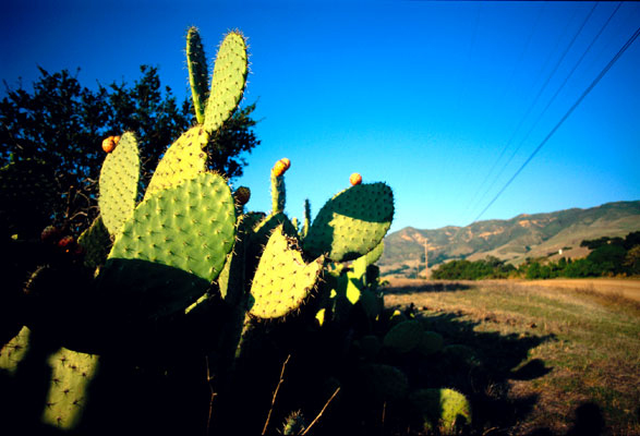 Cactus