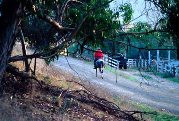 Horse_through_tree