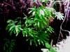 maidfern