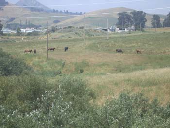 Grazing in lower Horse Canyon