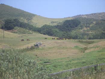 Grazing in upper Horse Canyon