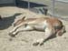 Calf sunbathing