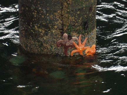 A few invertibrates visible from underneath the pier.