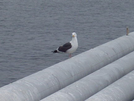 Western Gull at Cal Poly's pier at Avila