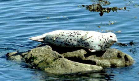 A harbor seal laying around in the sun