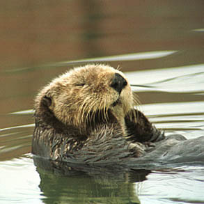 www.seaotters.org