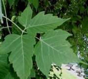 PoisonOak?