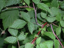 PoisonOak?