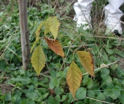 PoisonOak?