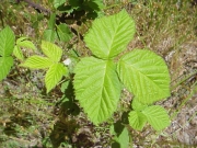 PoisonOak?