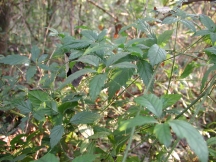 PoisonOak?