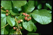 PoisonOak?