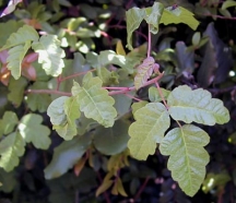 PoisonOak?