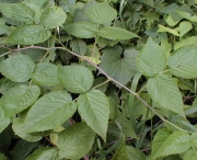 PoisonOak?