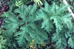 PoisonOak?