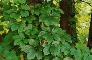 PoisonOak?